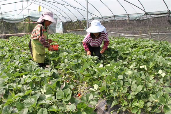 附近村民在草莓基地務工。通訊員 楊敏 攝